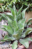 AGAVE JAWS