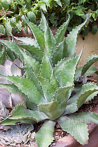 AGAVE_JAWS