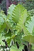 ALOCASIA MACRORHIZA