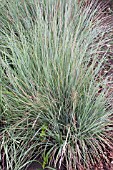 ANDROPOGON SCOPARIUS PRAIRIE BLUES