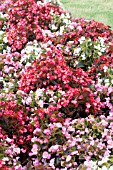 BEGONIA SEMPERFLORENS BRONZE LEAF MIX