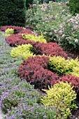 BERBERIS MIXED PLANTING