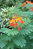 CAESALPINIA PULCHERRIMA