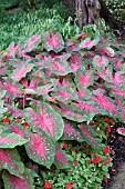 CALADIUM RED FLASH