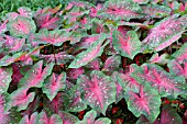 CALADIUM RED FLASH