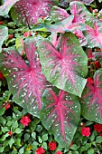 CALADIUM RED FLASH