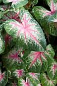 CALADIUM ROSEBUD