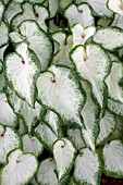 CALADIUM WHITE DELIGHT