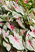 CALADIUM WHITE QUEEN