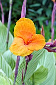 CANNA PRETORIA