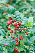 ILEX MESERVEAE MESOG CHINA GIRL