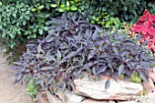 IPOMOEA BATATAS BLACKIE