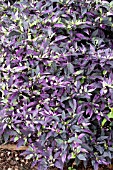 CAPSICUM ANNUUM PURPLE FLASH