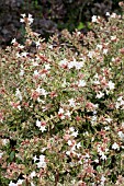 ABELIA GRANDIFLORA CONTI CONFETTI