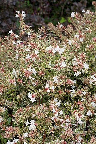 ABELIA_GRANDIFLORA_CONTI_CONFETTI