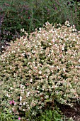 ABELIA GRANDIFLORA CONTI CONFETTI