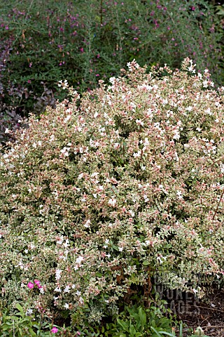 ABELIA_GRANDIFLORA_CONTI_CONFETTI