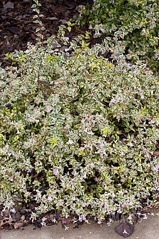 ABELIA_GRANDIFLORA_HOPLEYS