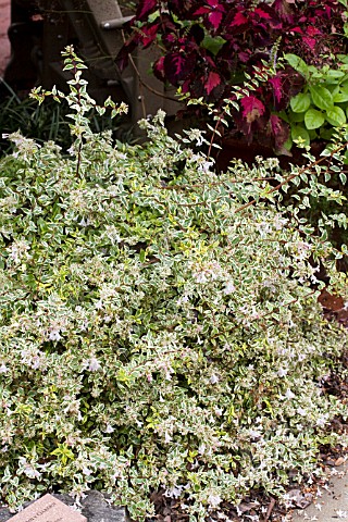 ABELIA_GRANDIFLORA_HOPLEYS