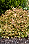 ABELIA GRANDIFLORA KALEIDOSCOPE