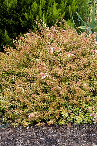 ABELIA_GRANDIFLORA_KALEIDOSCOPE