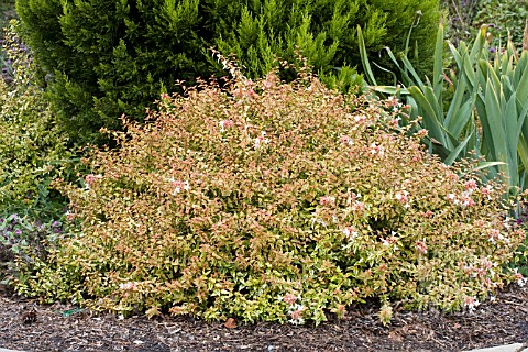 ABELIA_GRANDIFLORA_KALEIDOSCOPE