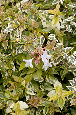 ABELIA_GRANDIFLORA_KALEIDOSCOPE