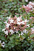 ABELIA GRANDIFLORA ROSE CREEK