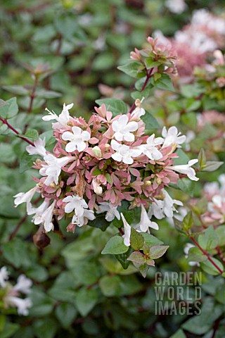 ABELIA_GRANDIFLORA_ROSE_CREEK