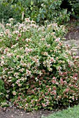 ABELIA GRANDIFLORA ROSE CREEK