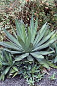 AGAVE LOPHANTHA LA BUFA BABY