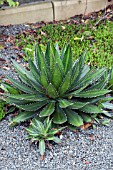 AGAVE LOPHANTHA SPLENDID