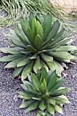 AGAVE LOPHANTHA