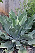 AGAVE MR. RIPPLE