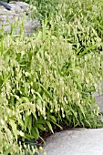 CHASMANTHIUM LATIFOLIUM