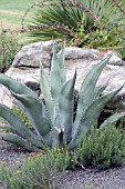 AGAVE SCABRA