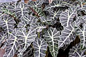 ALOCASIA POLLY