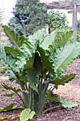 ALOCASIA PORTODORA