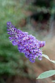 BUDDLEIA DAVIDII ELLENS BLUE