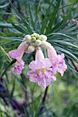 CHILOPSIS LINEARIS