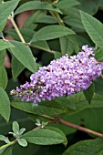 BUDDLEIA DAVIDII ORCHID BEAUTY