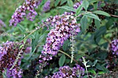 BUDDLEIA SUMMER FROST