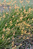 BULBINE FRUTESCENS ORANGE