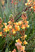 BULBINE FRUTESCENS ORANGE