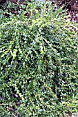 BUXUS SEMPERVIRENS UNRAVELED