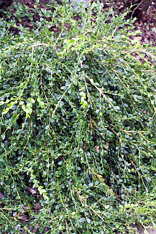 BUXUS_SEMPERVIRENS_UNRAVELED