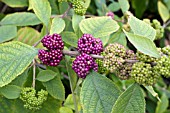 CALLICARPA ACUMINATA