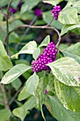 CALLICARPA AMERICANA BERRIES AND CREAM