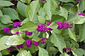 CALLICARPA AMERICANA BERRIES AND CREAM