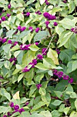 CALLICARPA AMERICANA BERRIES AND CREAM